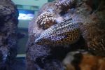 PICTURES/Oregon Coast Aquarium - Newport/t_Eel7.JPG